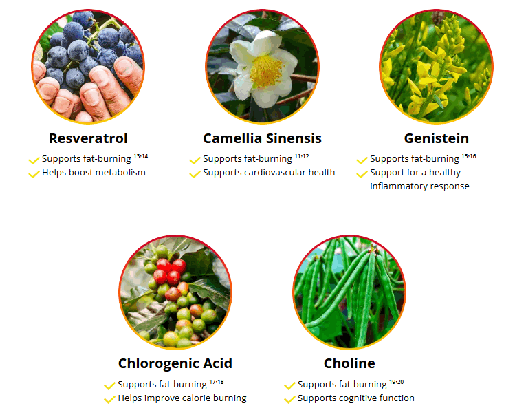 HepatoBurn™ Ingredients
