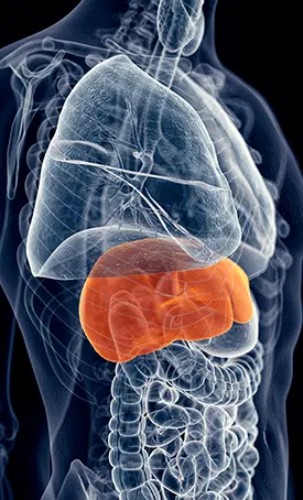 What is HepatoBurn